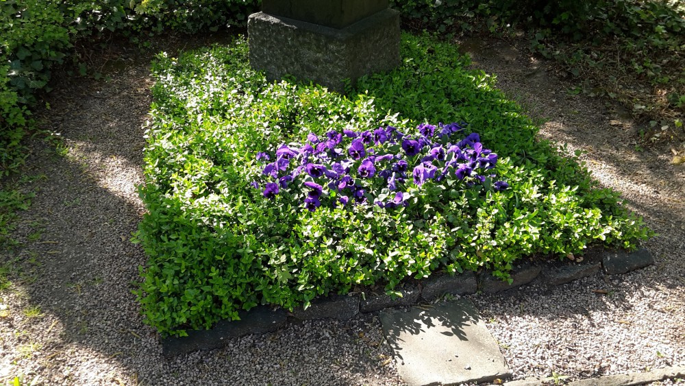 Stufe II - Frühjahrsbepflanzung (Stiefmütterchen)