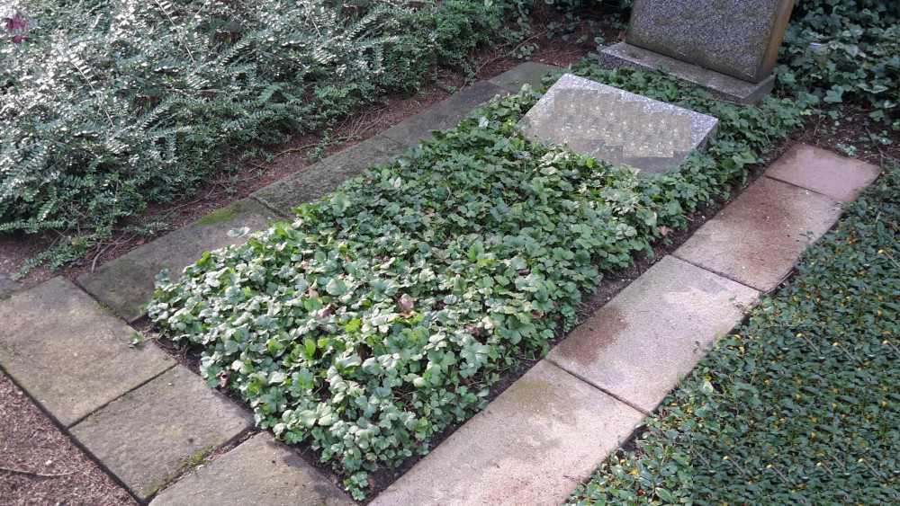 Stufe I - Bodendecker Waldsteinia