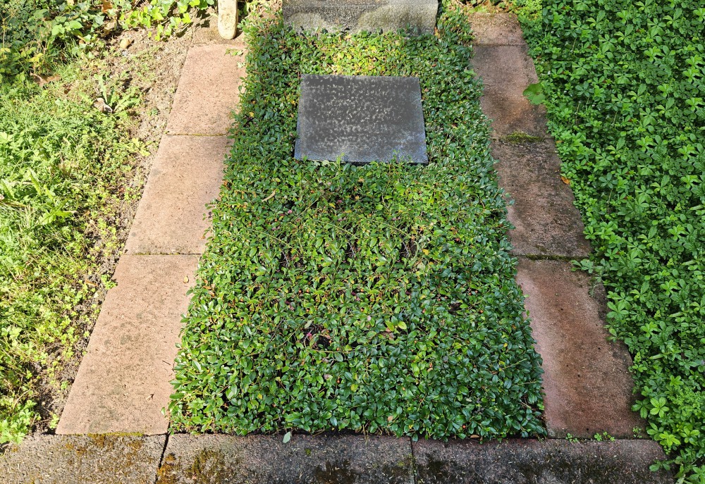 Stufe I - Bodendecker Cotoneaster