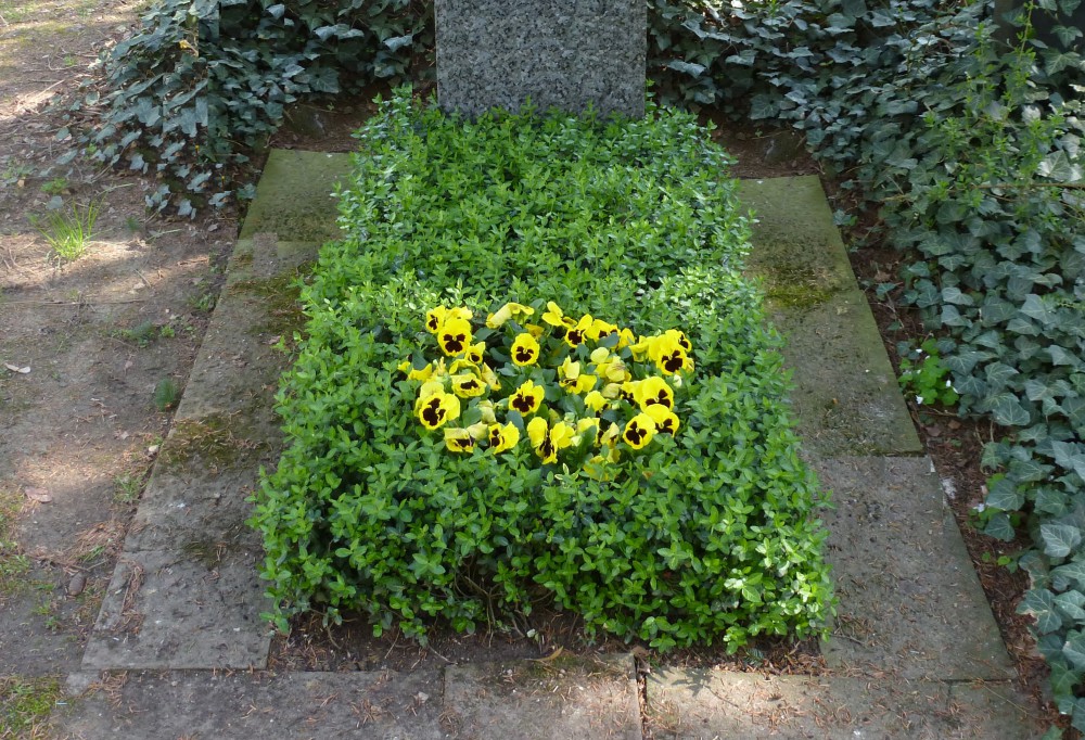 Stufe III - Frühjahrsbepflanzung (Stiefmütterchen)