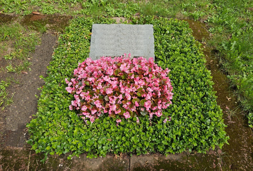 Stufe III - Sommerbepflanzung (Begonien)