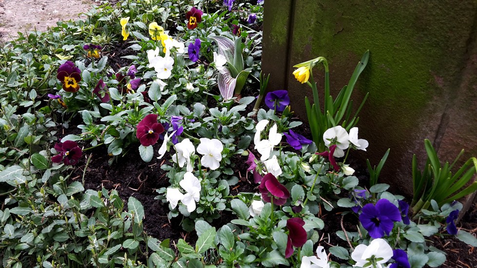 Stufe IV - Frühjahrsbepflanzung (Nahaufnahme)