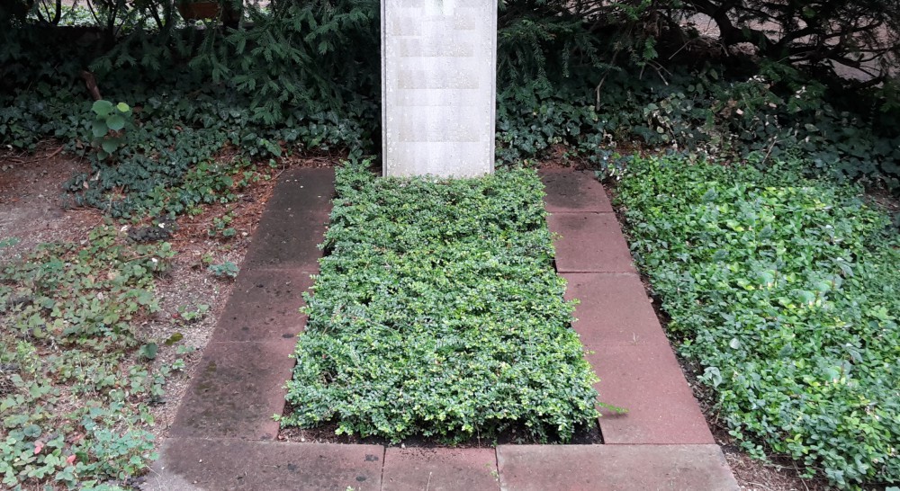 Stufe I - Bodendecker Lonicera nitida