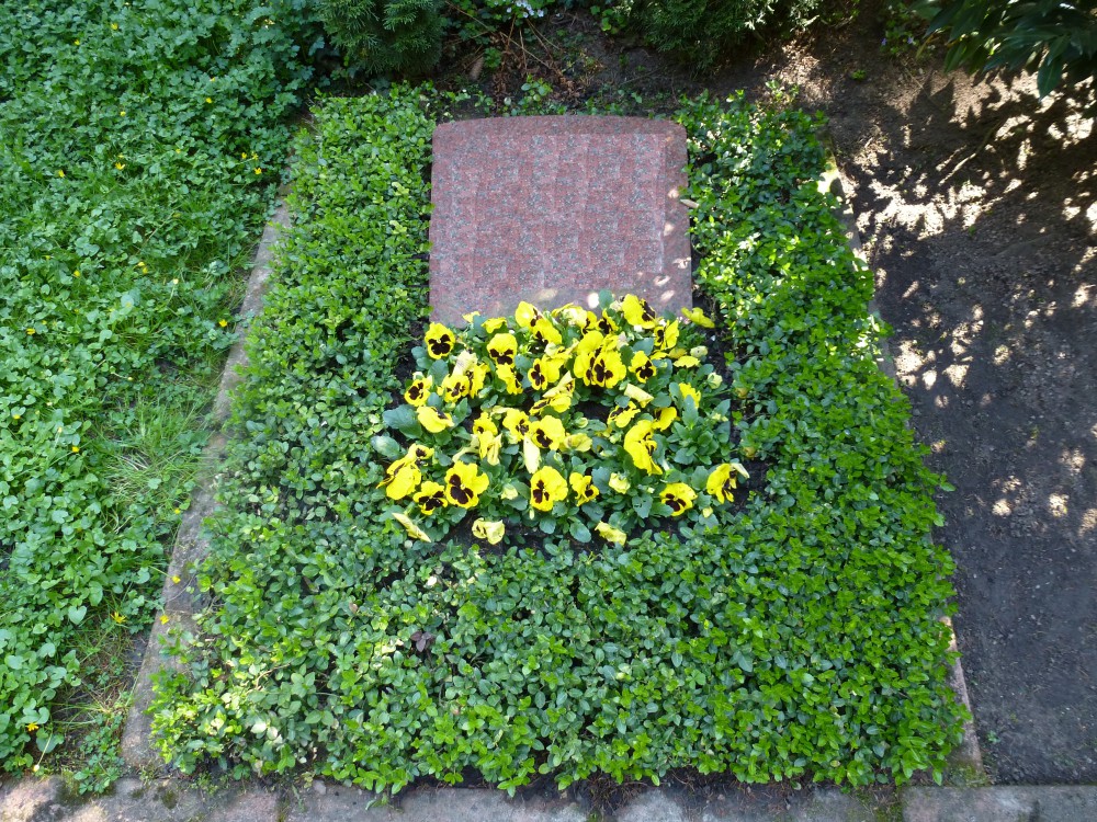 Stufe II - Frühjahrsbepflanzung (Stiefmütterchen)