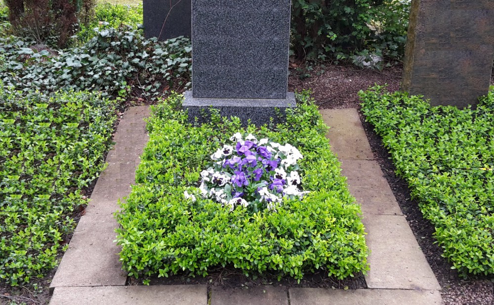 Stufe III - Frühjahrsbepflanzung (Stiefmütterchen)