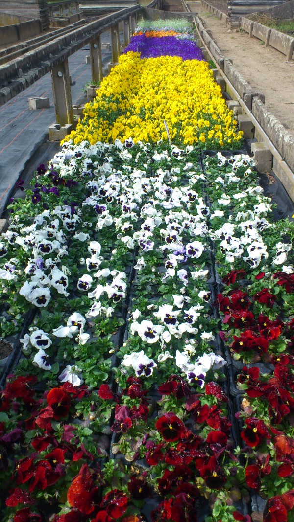 Stiefmütterchen in der Gärtnerei