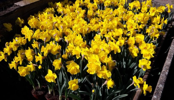 Narzissen in der Gärtnerei
